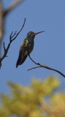 Cynanthus latirostris