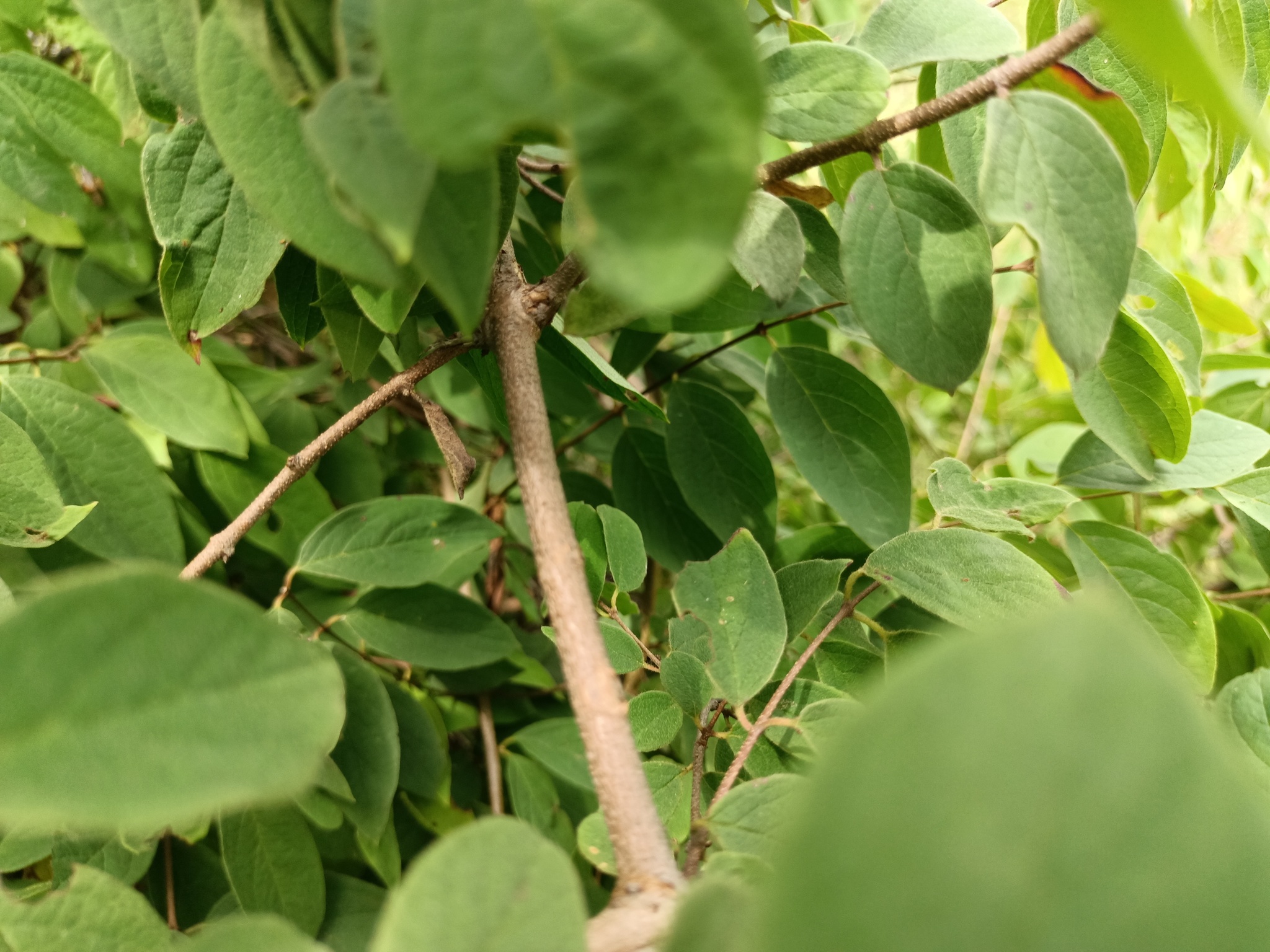 Imagem de Heteropterys brachiata