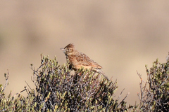 Mirafra fasciolata fasciolata