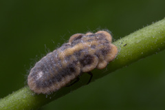 Monophlebidae