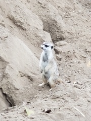 Suricata