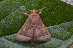 Praesetora albitermina