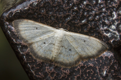 Scopula usticinctaria