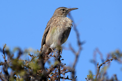Certhilauda subcoronata