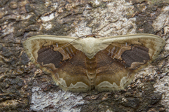 Lipomelia subusta
