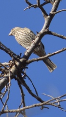 Haemorhous mexicanus