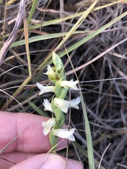 Spiranthes magnicamporum