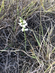 Spiranthes magnicamporum