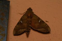 Nephele hespera