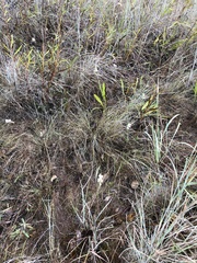 Spiranthes magnicamporum
