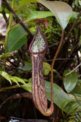 Nepenthes dactylifera