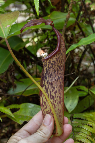 Nepenthes dactylifera