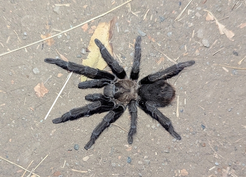 Desert Tarantula photo 3