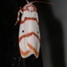 Cyana puella