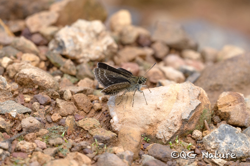 Aeromachus propinquus