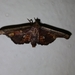 Zitha torridalis