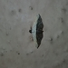 Ataboruza divisa