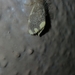 Orvasca