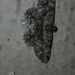 Psilalcis