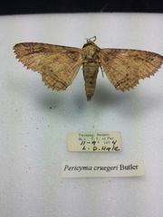 Pericyma cruegeri