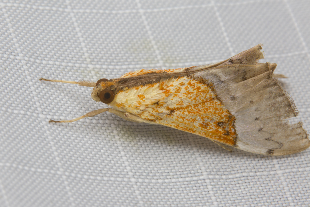 Sagariphora