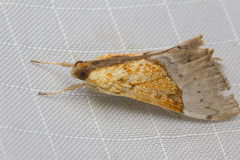 Sagariphora magnificalis