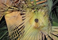 Cynopterus sphinx
