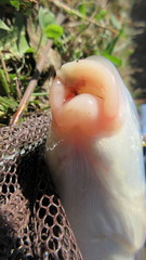 Moxostoma pappillosum