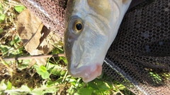 Moxostoma pappillosum