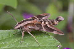 Macroglossum mitchellii