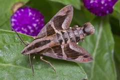 Macroglossum mitchellii