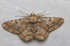 Alcis colorifera