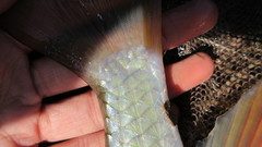 Moxostoma pappillosum