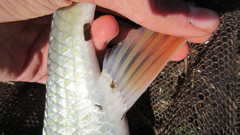 Moxostoma pappillosum