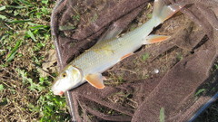 Moxostoma pappillosum