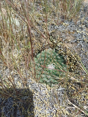 Mammillaria uncinata