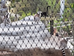 Lemur