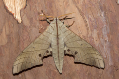 Marumba