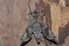 Acosmeryx pseudonaga