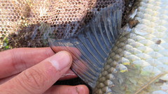 Moxostoma pappillosum