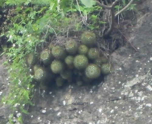 Mammillaria marksiana