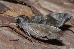 Acosmeryx pseudonaga