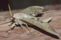 Marumba