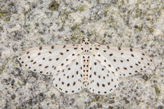 Xenoplia foraria