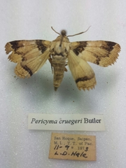Pericyma cruegeri