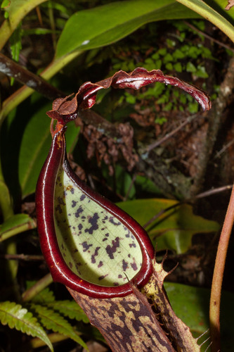 Nepenthes dactylifera