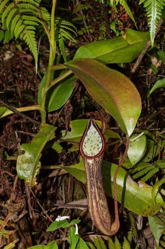 Nepenthes dactylifera