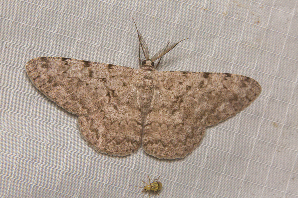 Hypomecis