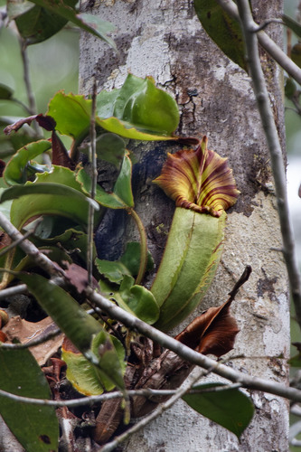 Veitch's pitcher-plant (Nepenthes veitchii)