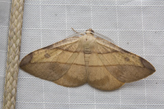 Heterolocha